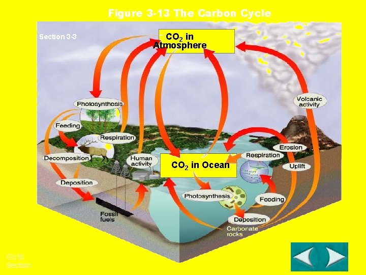 Figure 3 -13 The Carbon Cycle Section 3 -3 CO 2 in Atmosphere CO