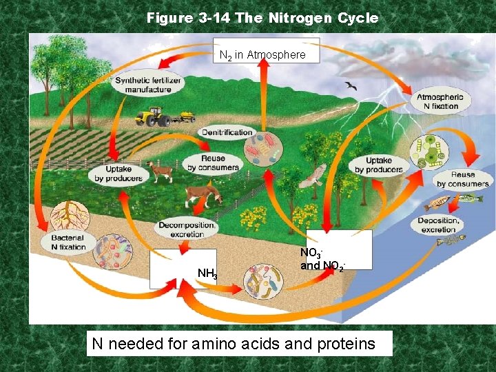 Figure 3 -14 The Nitrogen Cycle N 2 in Atmosphere NH 3 NO 3