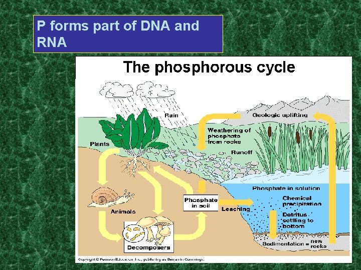 P forms part of DNA and RNA 