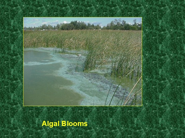 Algal Blooms 