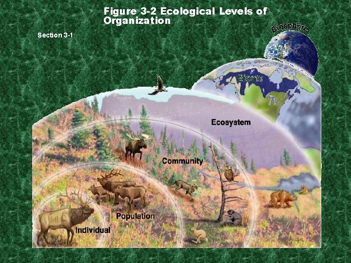 Figure 3 -2 Ecological Levels of Organization Section 3 -1 