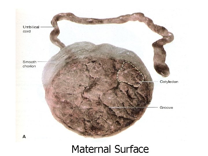 Maternal Surface 
