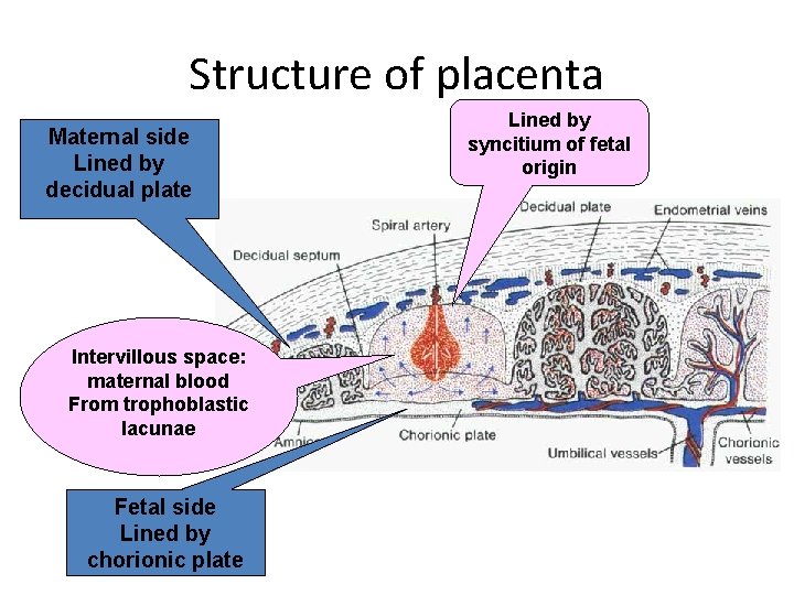 Structure of placenta Maternal side Lined by decidual plate Intervillous space: maternal blood From