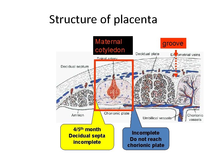 Structure of placenta Maternal cotyledon 4/5 th month Decidual septa incomplete groove Incomplete Do