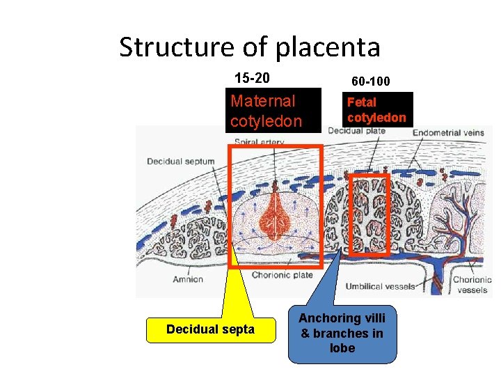 Structure of placenta 15 -20 60 -100 Maternal cotyledon Decidual septa Fetal cotyledon Anchoring