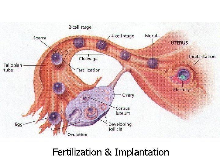 Fertilization & Implantation 