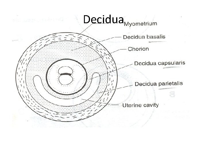 Decidua 