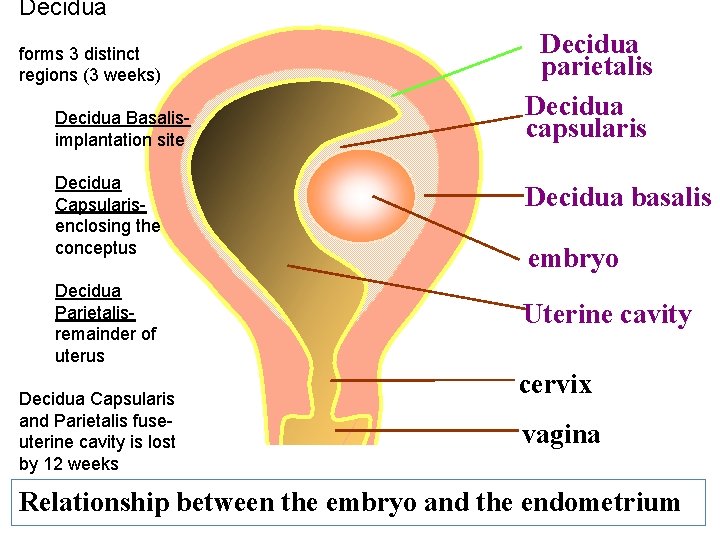 Decidua forms 3 distinct regions (3 weeks) Decidua Basalisimplantation site Decidua Capsularisenclosing the conceptus