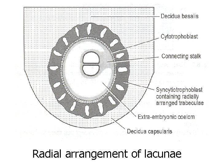 Radial arrangement of lacunae 