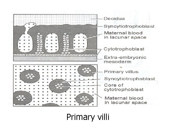 Primary villi 