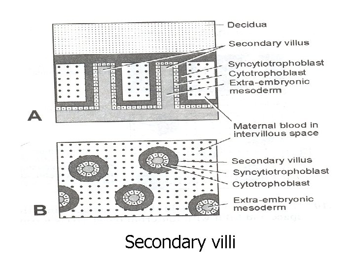 Secondary villi 