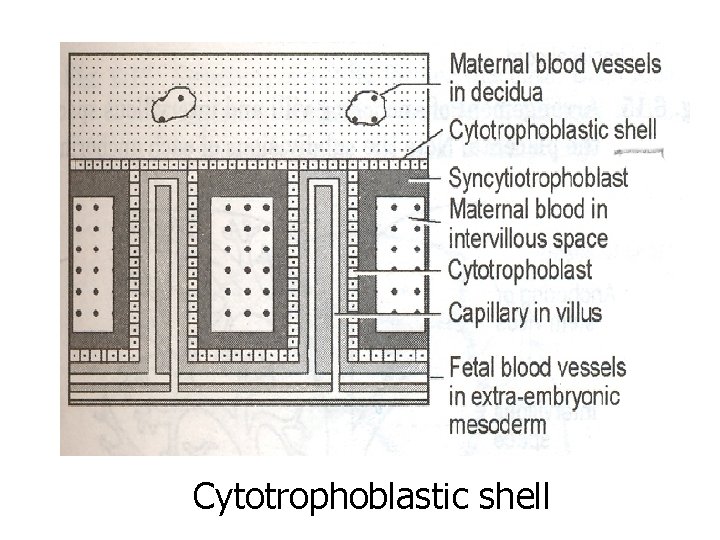 Cytotrophoblastic shell 