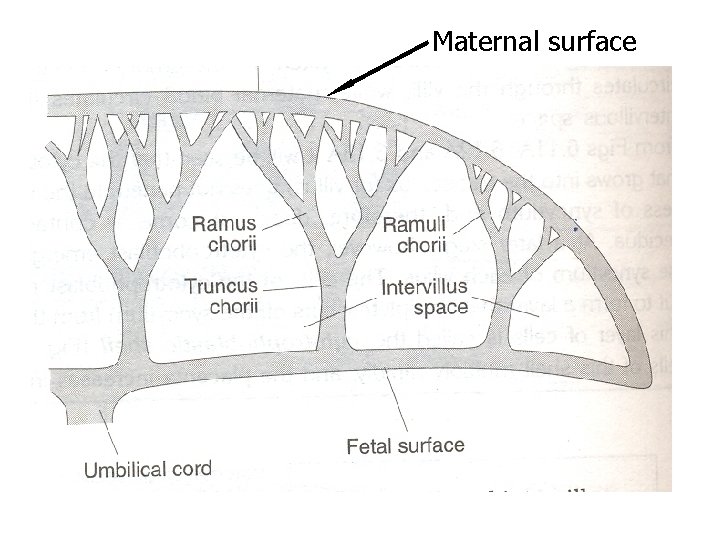 Maternal surface 