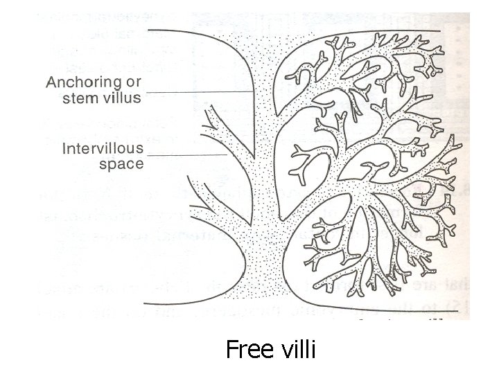Free villi 