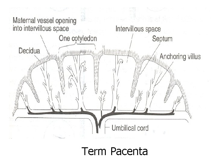 Term Pacenta 