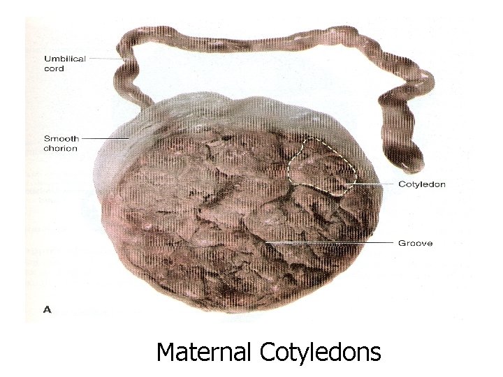 Maternal Cotyledons 