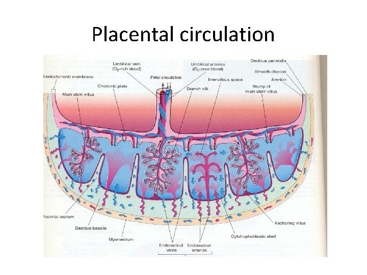 Placental circulation 