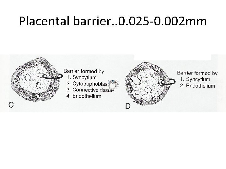Placental barrier. . 0. 025 -0. 002 mm 