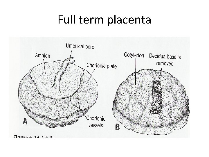 Full term placenta 