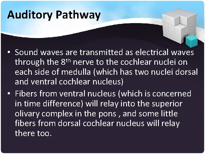 Auditory Pathway • Sound waves are transmitted as electrical waves through the 8 th