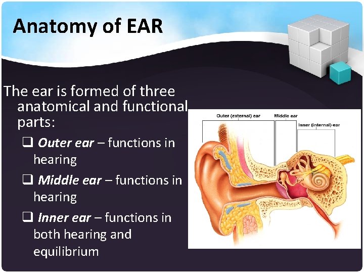 Anatomy of EAR The ear is formed of three anatomical and functional parts: q