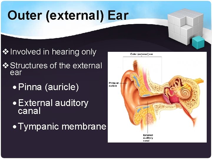 Outer (external) Ear v Involved in hearing only v Structures of the external ear