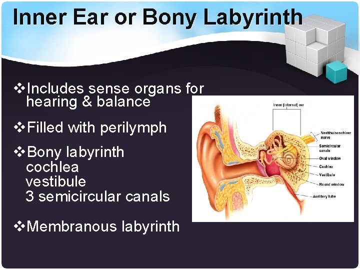 Inner Ear or Bony Labyrinth v. Includes sense organs for hearing & balance v.