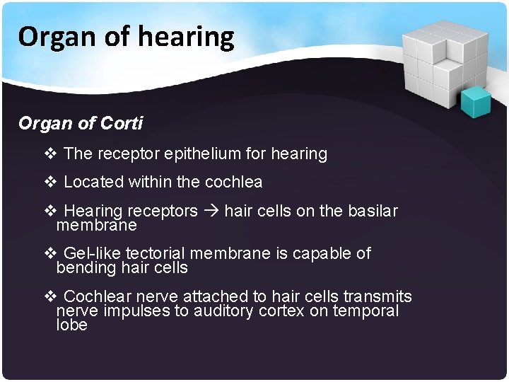 Organ of hearing Organ of Corti v The receptor epithelium for hearing v Located