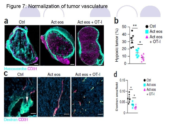 Figure 7: Normalization of tumor vasculature 