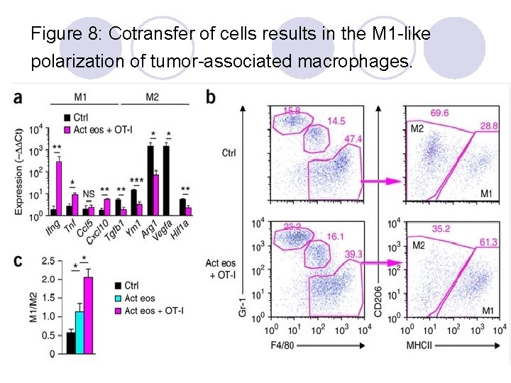 Figure 8: Cotransfer of cells results in the M 1 -like polarization of tumor-associated