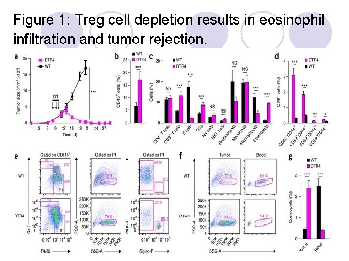Figure 1: Treg cell depletion results in eosinophil infiltration and tumor rejection. 