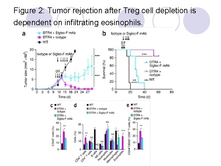 Figure 2: Tumor rejection after Treg cell depletion is dependent on infiltrating eosinophils. 