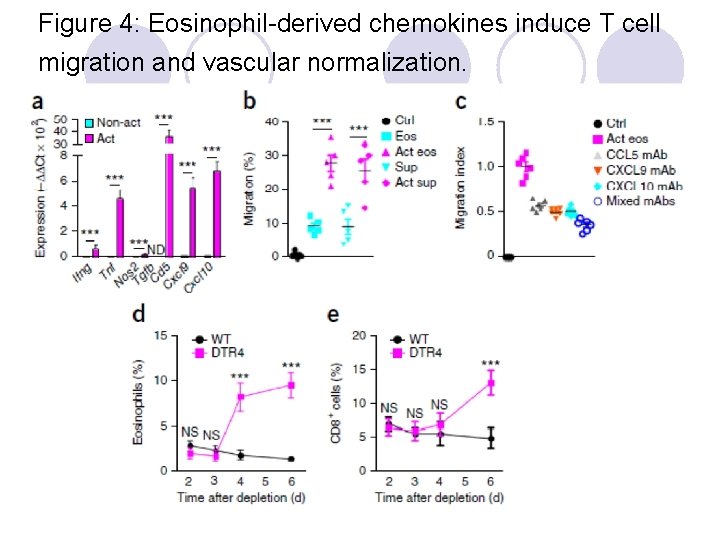Figure 4: Eosinophil-derived chemokines induce T cell migration and vascular normalization. 