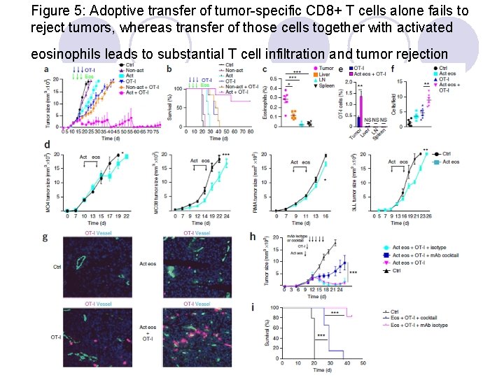 Figure 5: Adoptive transfer of tumor-specific CD 8+ T cells alone fails to reject