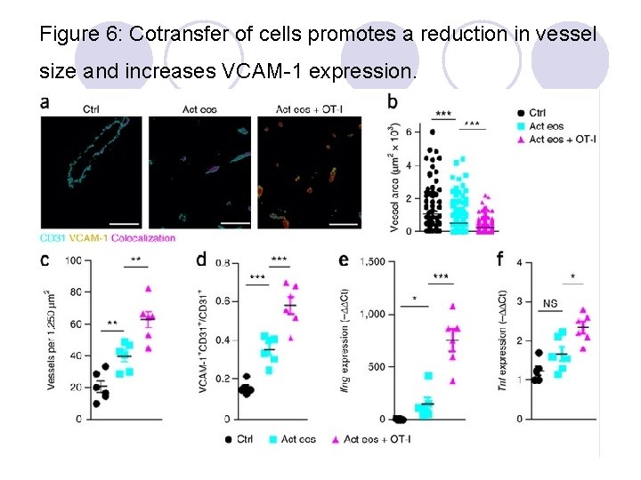 Figure 6: Cotransfer of cells promotes a reduction in vessel size and increases VCAM-1
