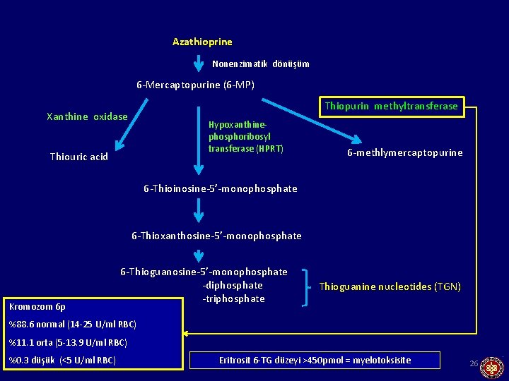 Azathioprine Nonenzimatik dönüşüm 6 -Mercaptopurine (6 -MP) Thiopurin methyltransferase Xanthine oxidase Hypoxanthinephosphoribosyl transferase (HPRT)
