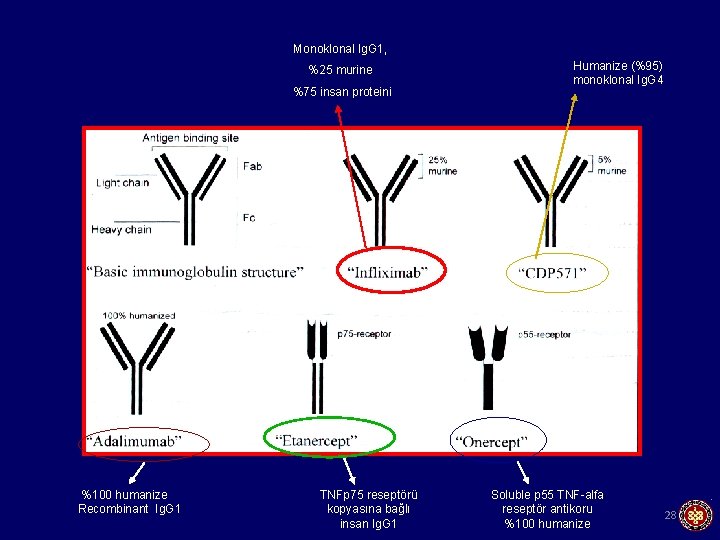 Monoklonal Ig. G 1, %25 murine %75 insan proteini %100 humanize Recombinant Ig. G