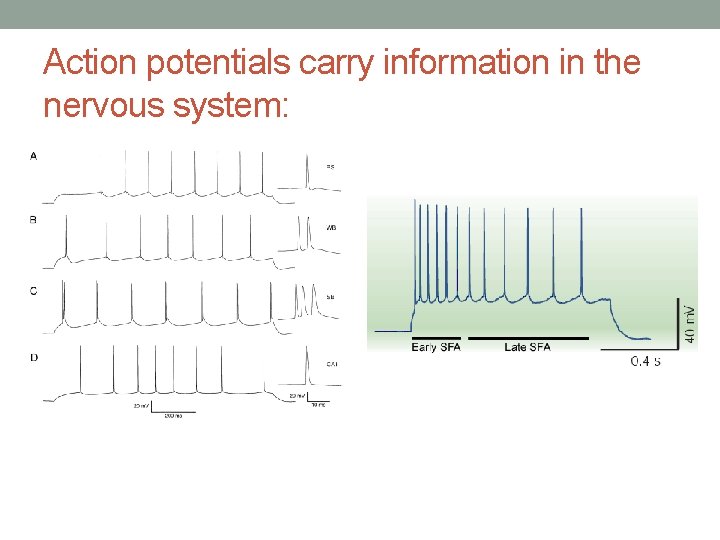 Action potentials carry information in the nervous system: 