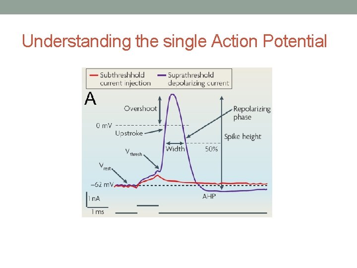 Understanding the single Action Potential 