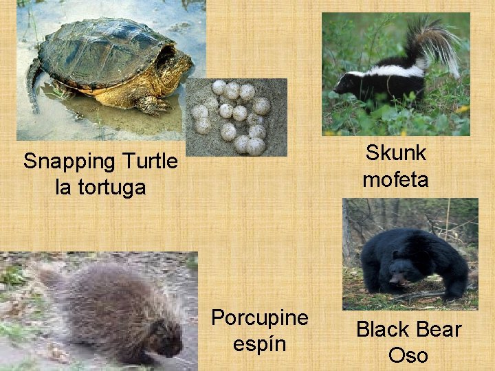 Skunk mofeta Snapping Turtle la tortuga Porcupine espín Black Bear Oso 