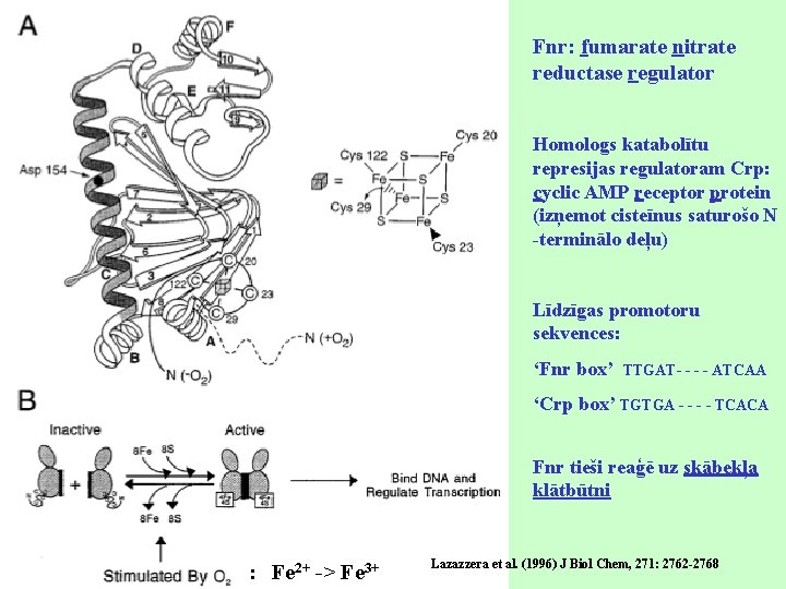 Fnr: fumarate nitrate reductase regulator Homologs katabolītu represijas regulatoram Crp: cyclic AMP receptor protein