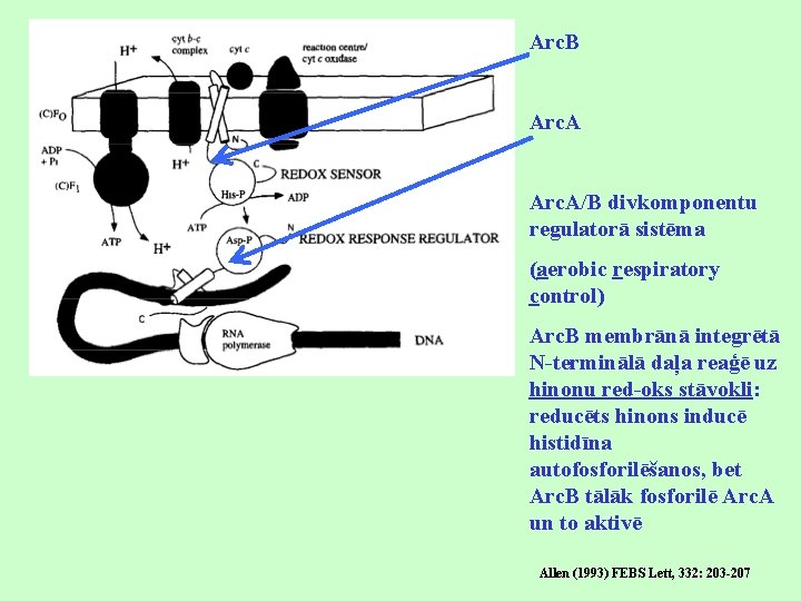 Arc. B Arc. A/B divkomponentu regulatorā sistēma (aerobic respiratory control) Arc. B membrānā integrētā