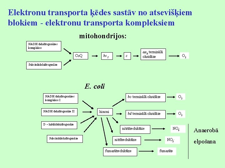 Elektronu transporta ķēdes sastāv no atsevišķiem blokiem - elektronu transporta kompleksiem mitohondrijos: NADH dehidrogenāzes