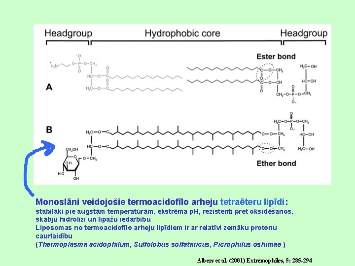 Monoslāni veidojošie termoacidofīlo arheju tetraēteru lipīdi: stabilāki pie augstām temperatūrām, ekstrēma p. H, rezistenti