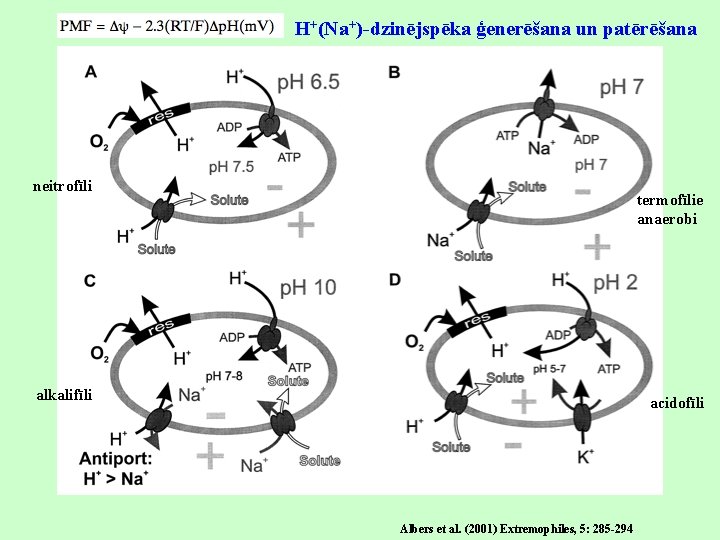 H+(Na+)-dzinējspēka ģenerēšana un patērēšana neitrofīli termofīlie anaerobi alkalifīli acidofīli Albers et al. (2001) Extremophiles,