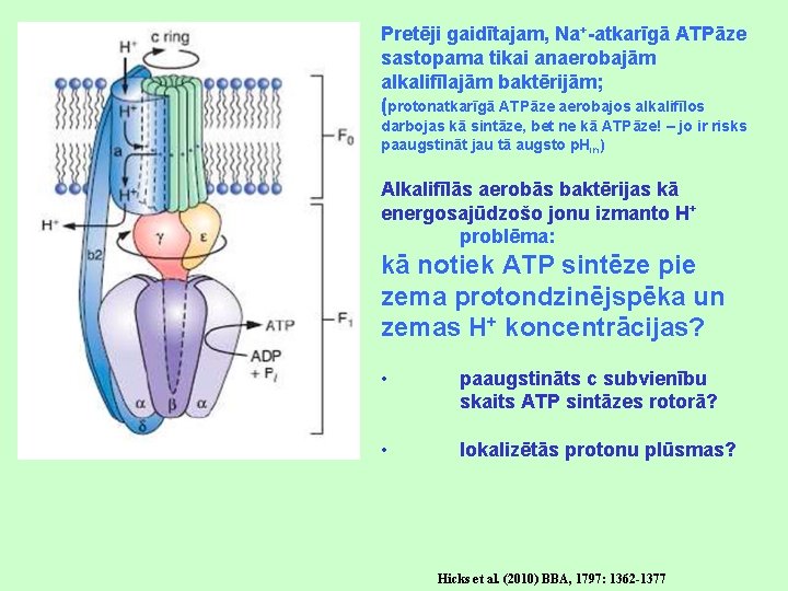 Pretēji gaidītajam, Na+-atkarīgā ATPāze sastopama tikai anaerobajām alkalifīlajām baktērijām; (protonatkarīgā ATPāze aerobajos alkalifīlos darbojas