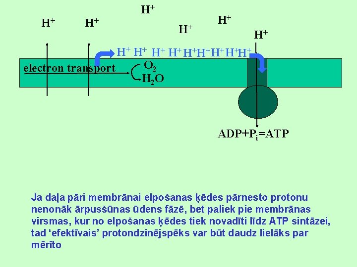 H+ H+ H+ H+H+H+ O 2 electron transport H 2 O ADP+Pi=ATP Ja daļa