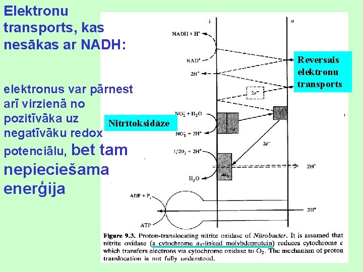 Elektronu transports, kas nesākas ar NADH: elektronus var pārnest arī virzienā no pozitīvāka uz