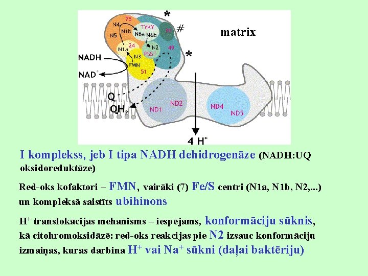 matrix I komplekss, jeb I tipa NADH dehidrogenāze (NADH: UQ oksidoreduktāze) Red-oks kofaktori –