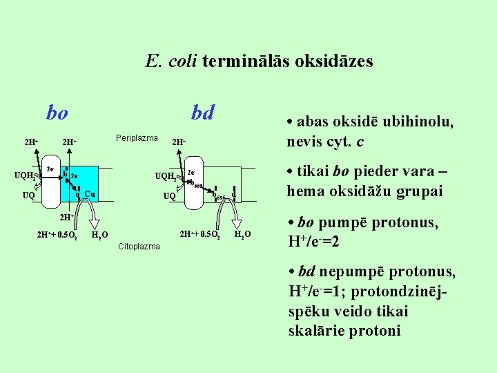 E. coli terminālās oksidāzes bo 2 H+ UQH 2 UQ bd 2 H+ 2